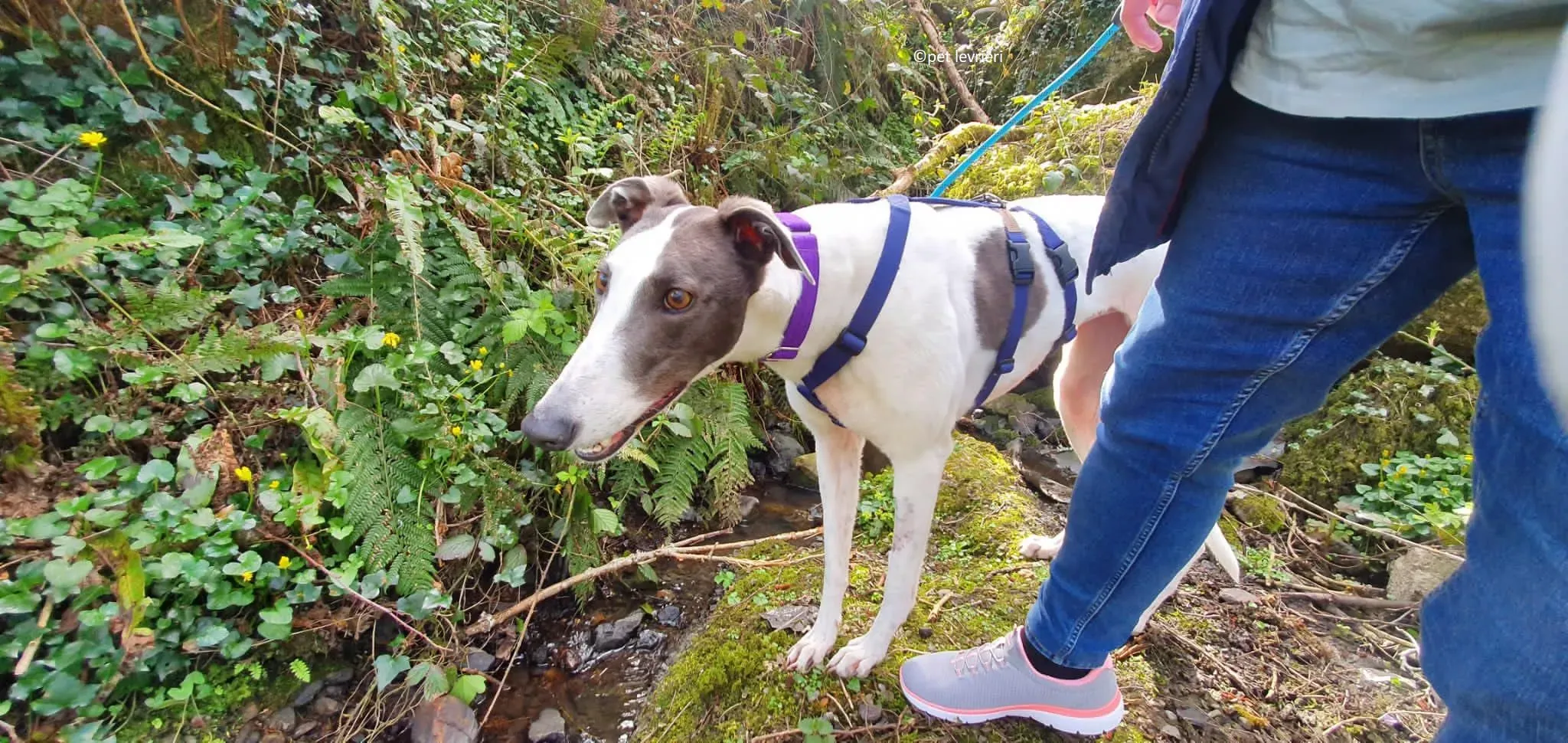 Beauty adozione levriero grayhound2 1