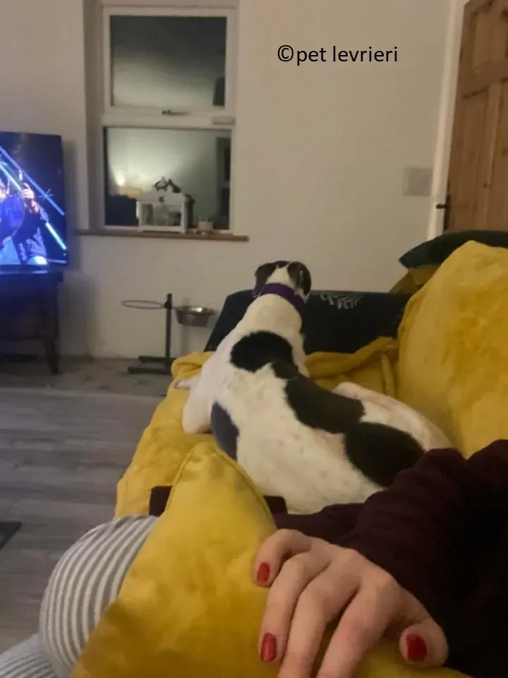 Beauty adozione levriero grayhound2