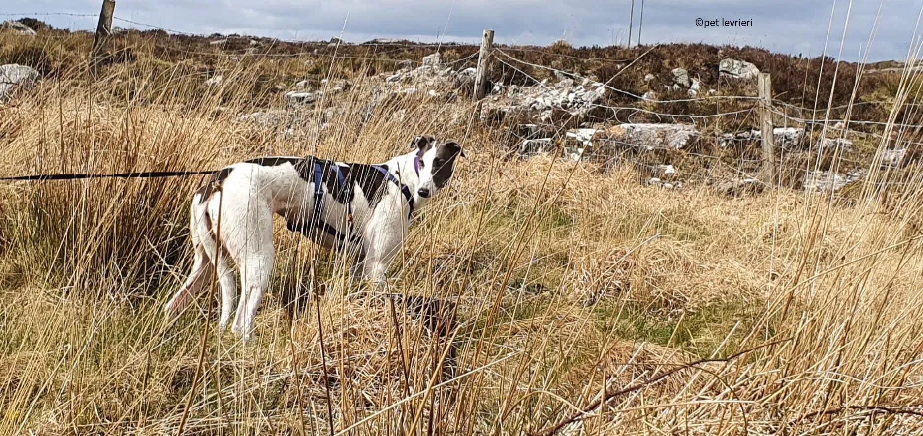 Beauty adozione levriero grayhound3 1