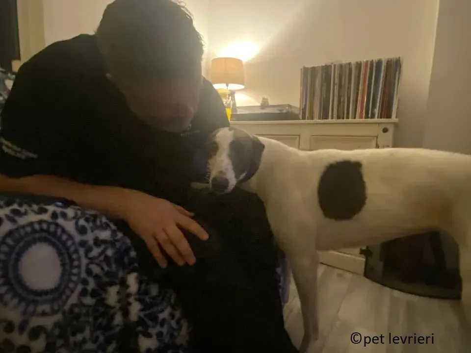 Beauty adozione levriero grayhound3