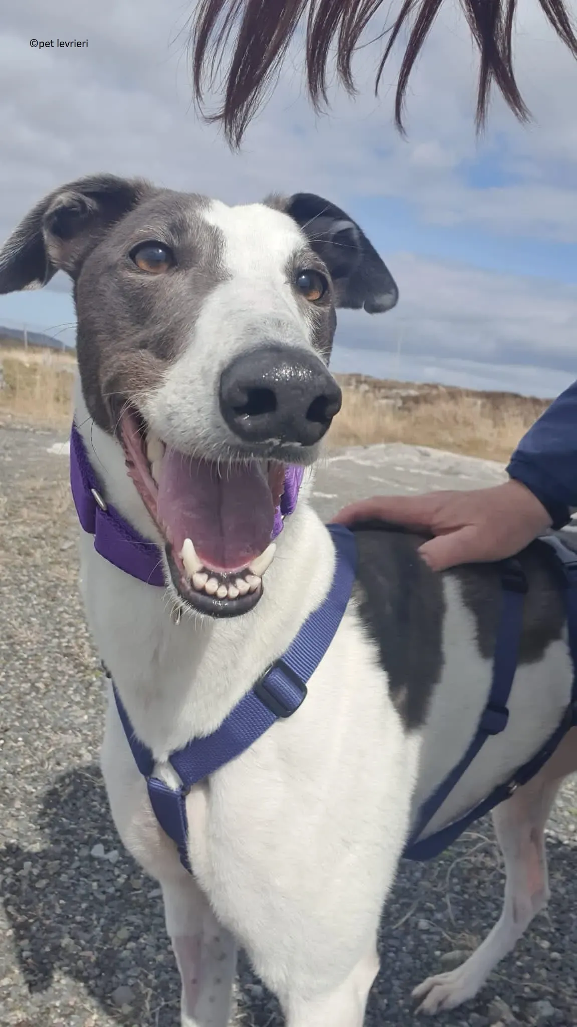 Beauty adozione levriero grayhound4 2