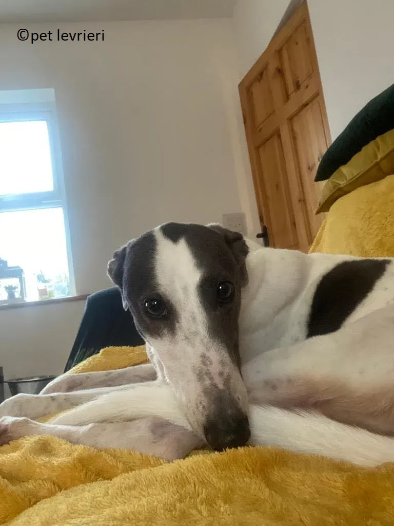 Beauty adozione levriero grayhound4