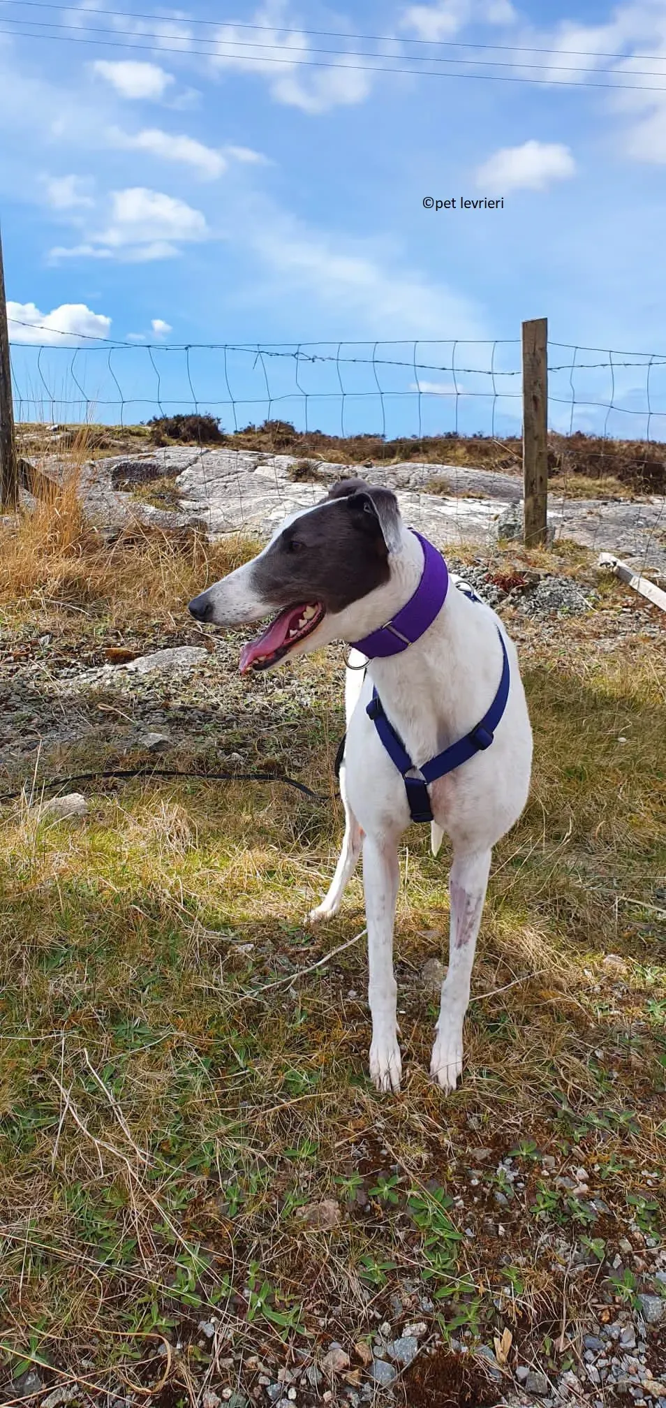 Beauty adozione levriero grayhound5 1