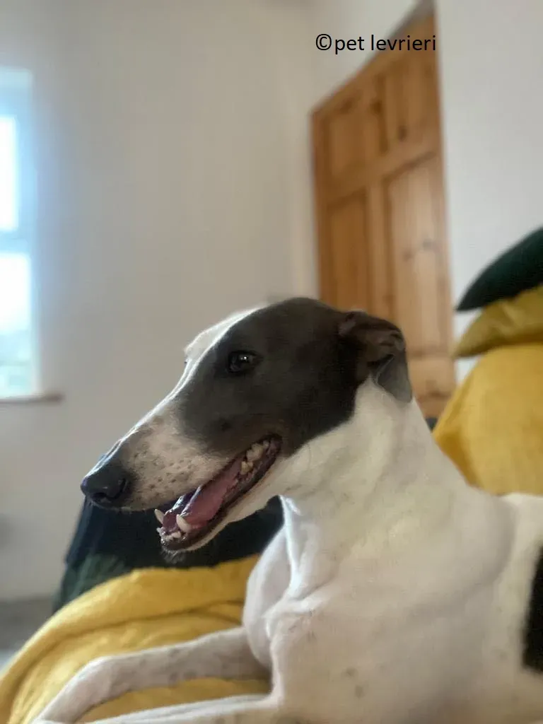 Beauty adozione levriero grayhound5