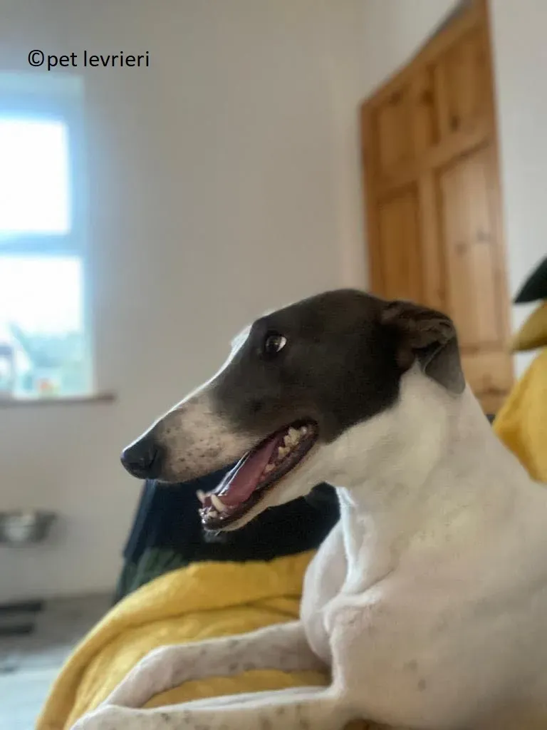 Beauty adozione levriero grayhound6
