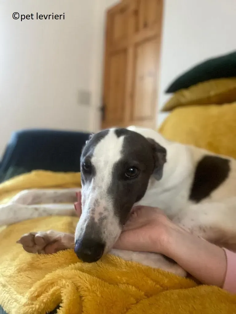 Beauty adozione levriero grayhound7