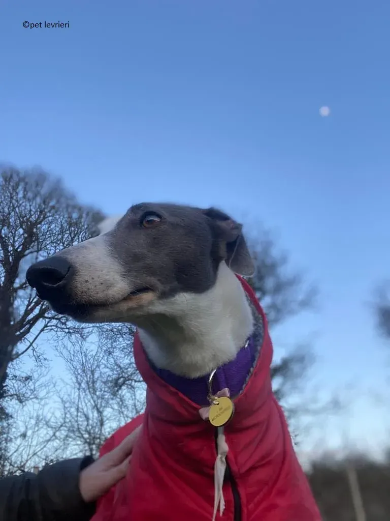 Beauty adozione levriero grayhound8