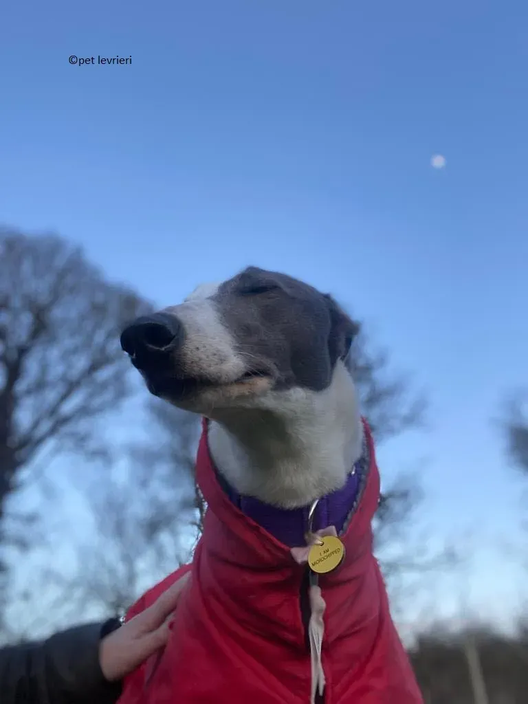 Beauty adozione levriero grayhound9