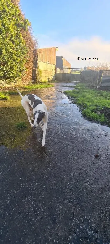 Beauty adozione levriero greyhound1