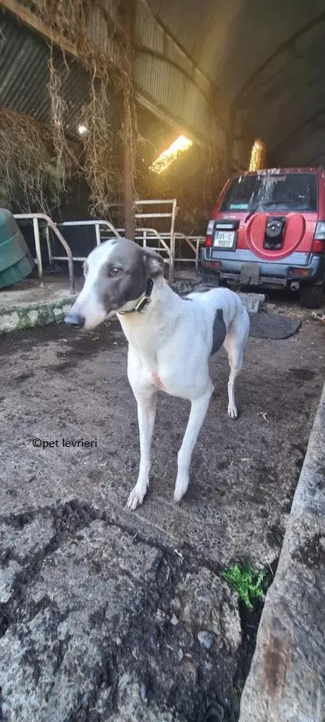 Beauty adozione levriero greyhound2