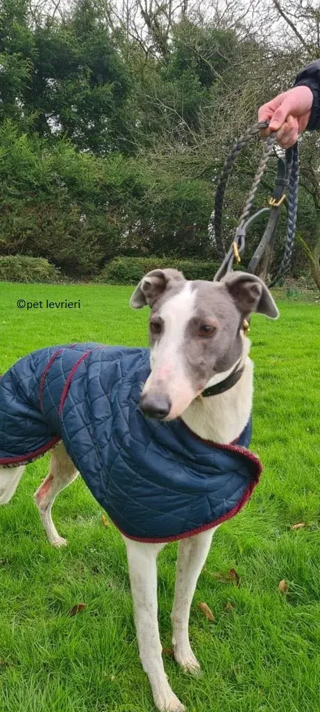 Beauty adozione levriero greyhound3
