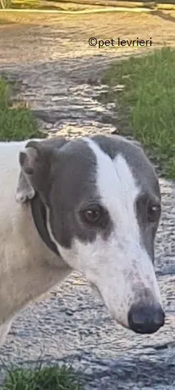 Beauty adozione levriero greyhound4