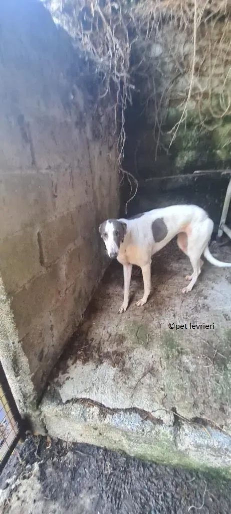 Beauty adozione levriero greyhound5