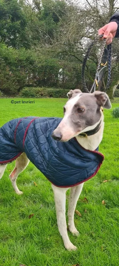 Beauty adozione levriero greyhound6