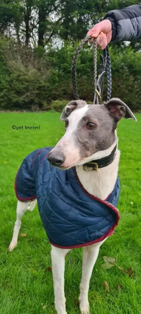 Beauty adozione levriero greyhound7