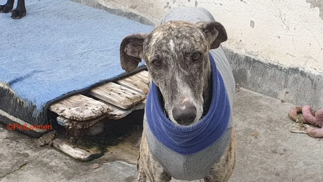 Becquer adozione levrieri galgo 1 2