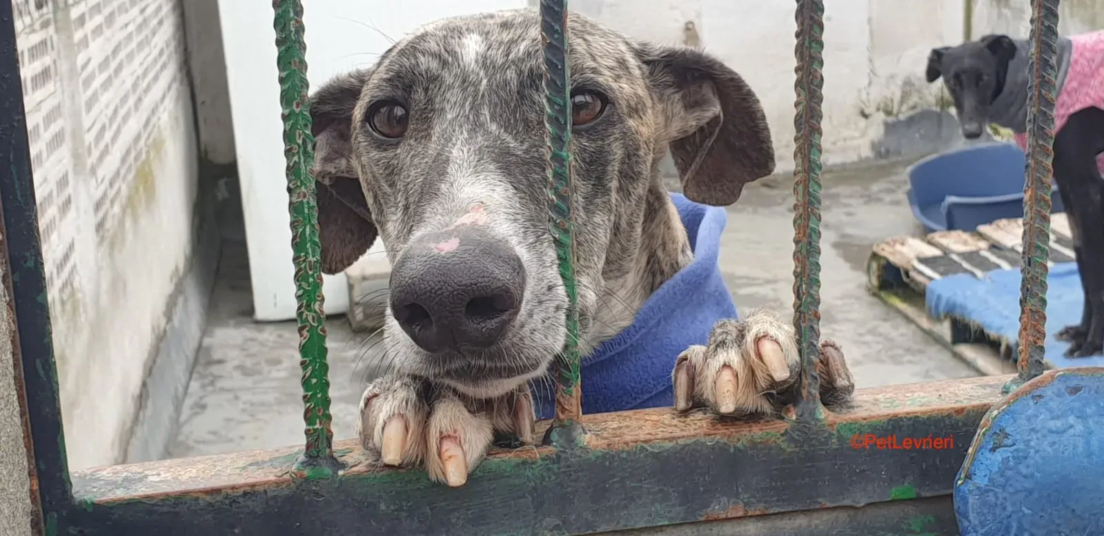 Becquer adozione levrieri galgo 2