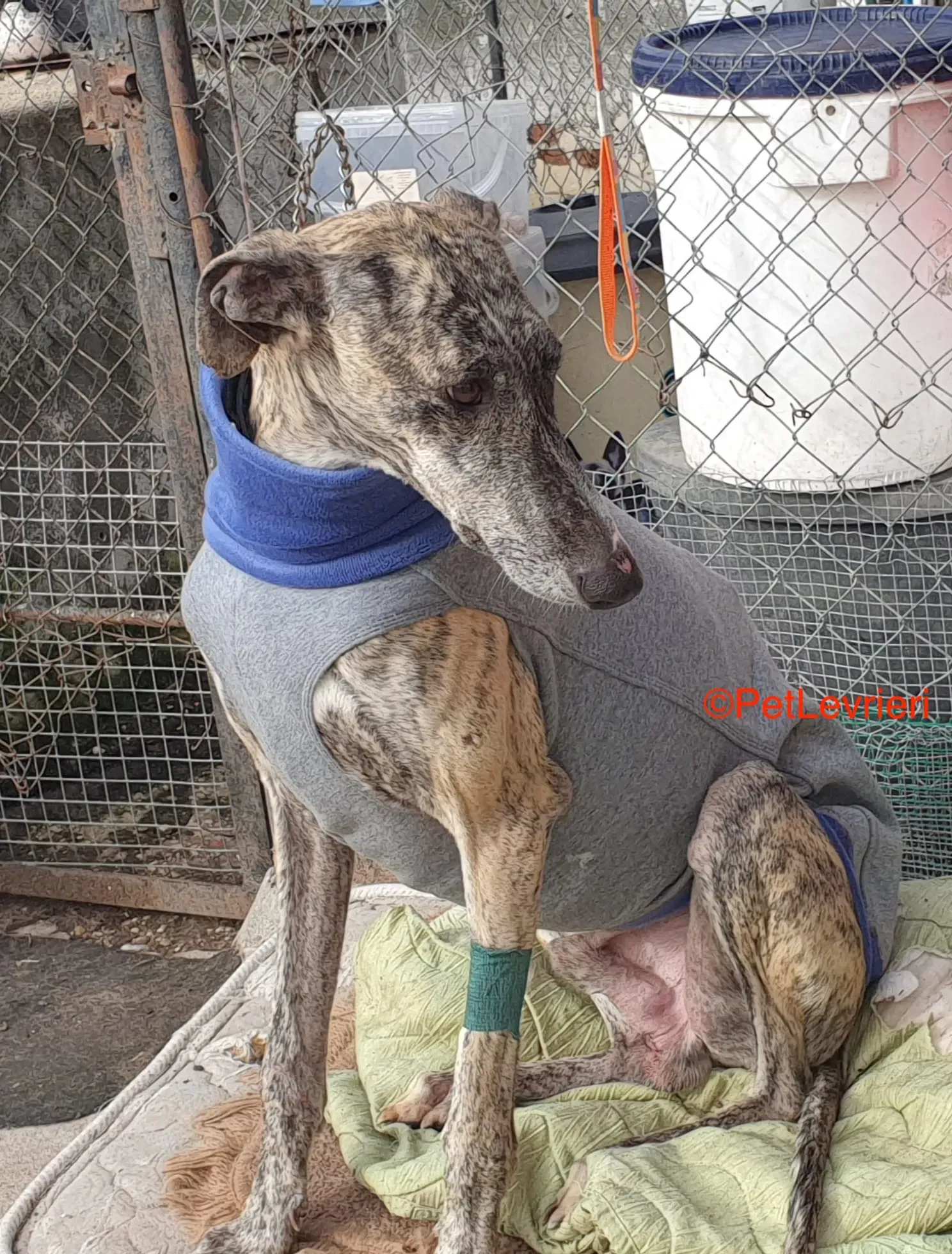 Becquer adozione levrieri galgo 4