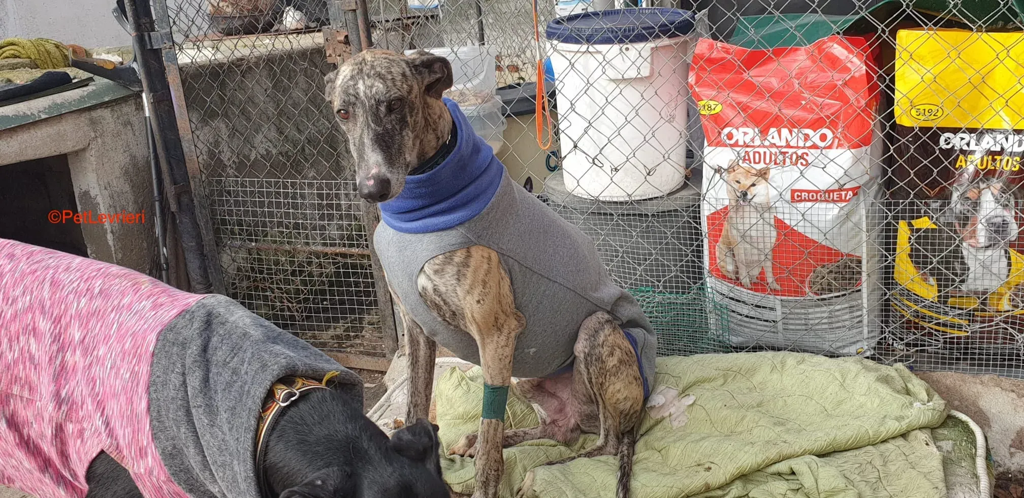 Becquer adozione levrieri galgo 5