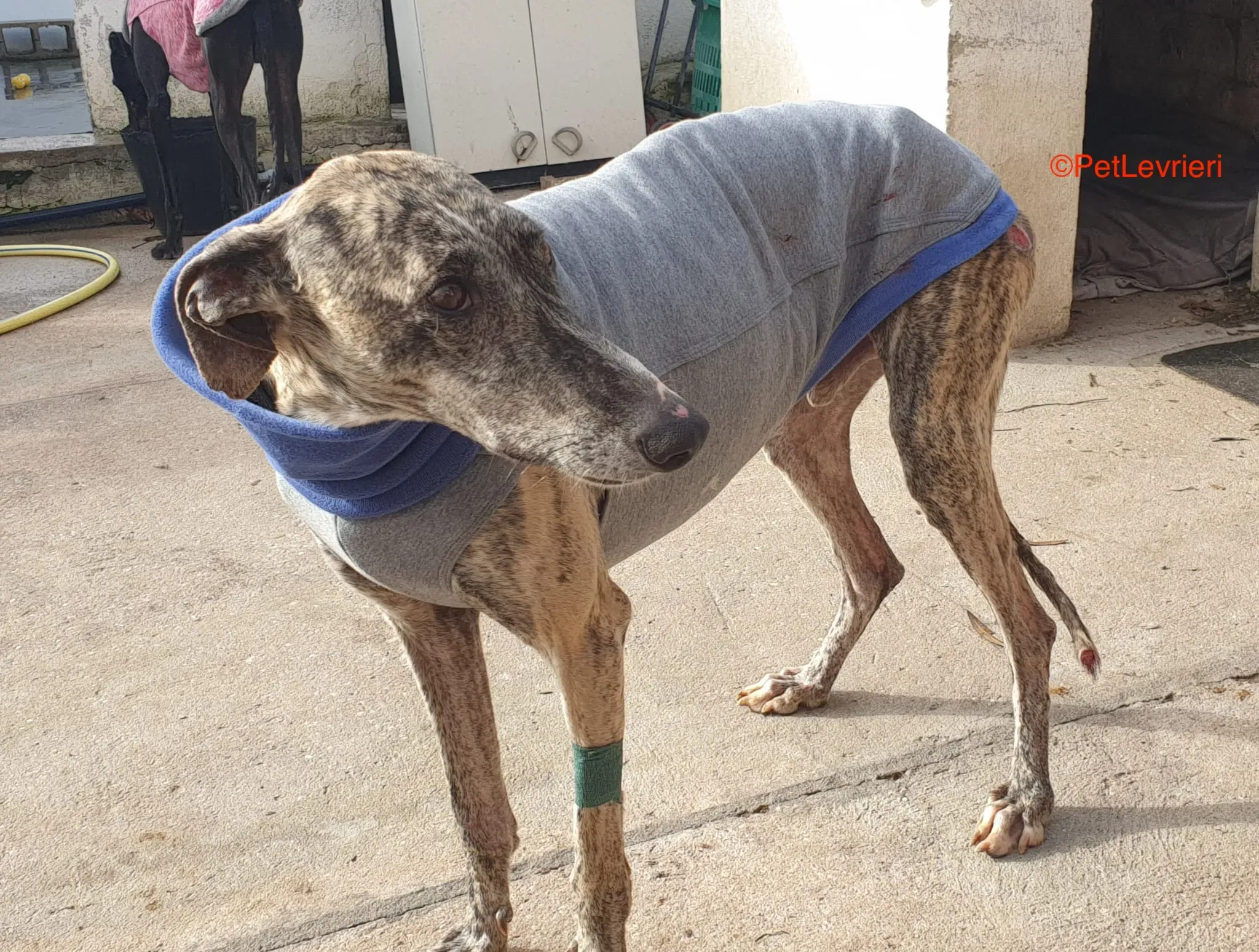 Becquer adozione levrieri galgo 6