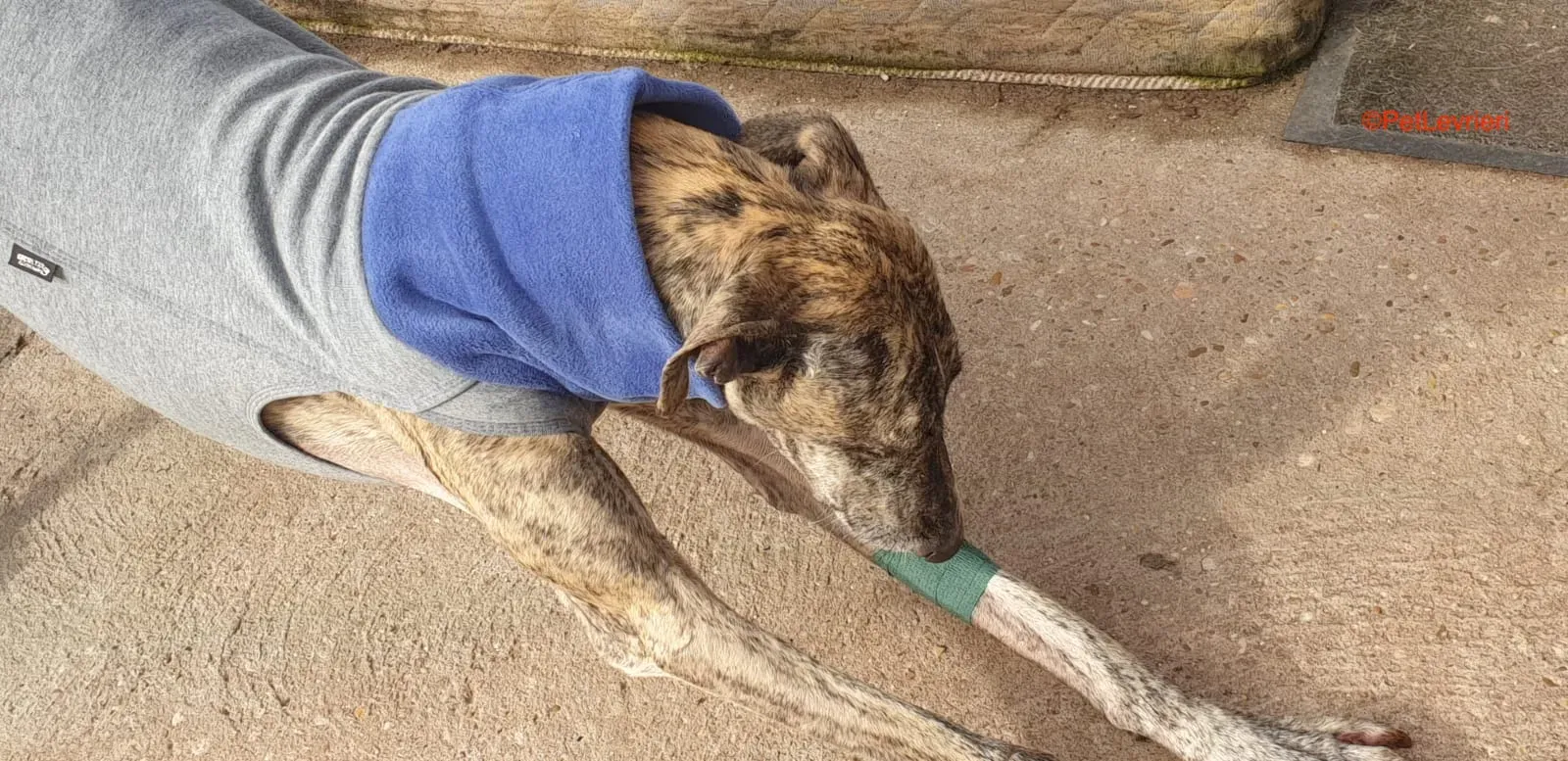 Becquer adozione levrieri galgo 7