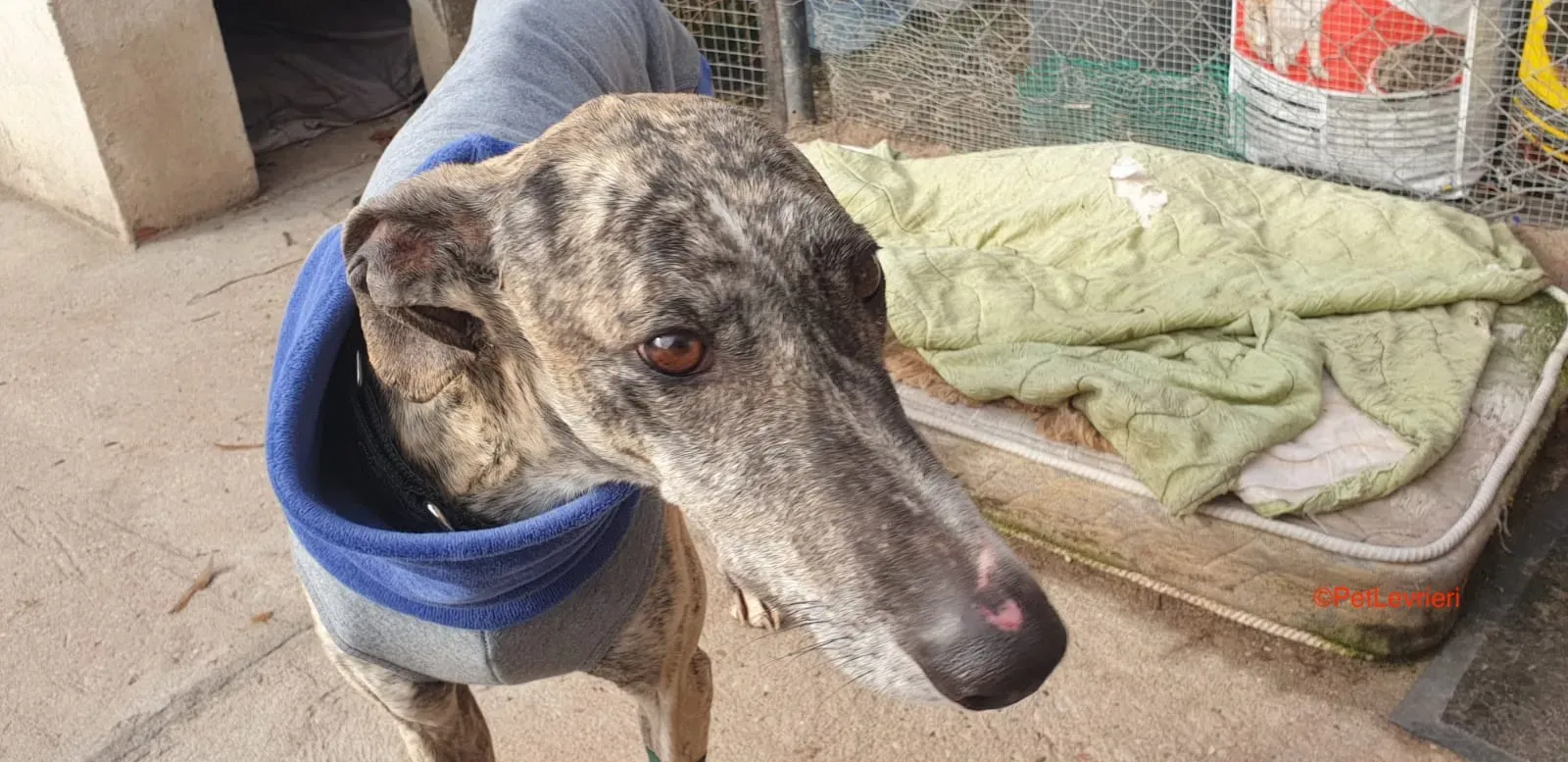 Becquer adozione levrieri galgo 8