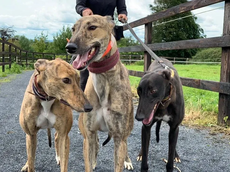 Bella Bay Lady adozione levrieri greyhound 1 1