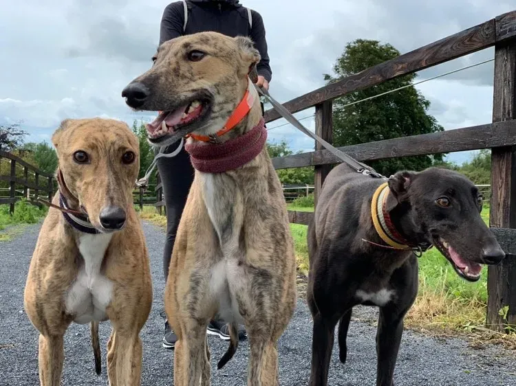 Bella Bay Lady adozione levrieri greyhound 2 1