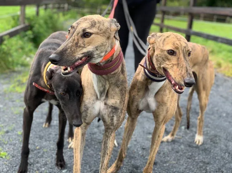 Bella Bay Lady adozione levrieri greyhound 3 1