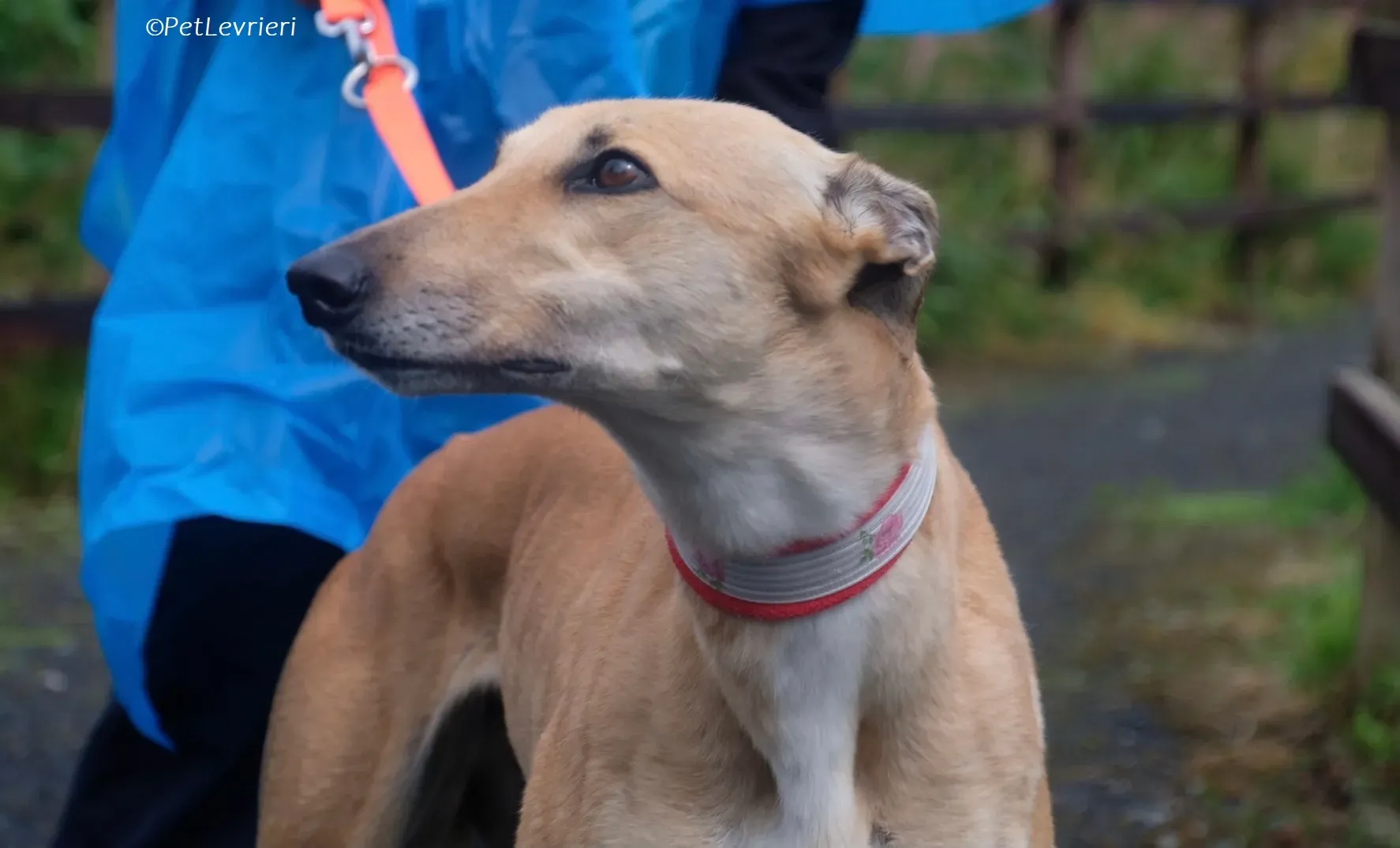 Bella adozione levrieri greyhound 1 1