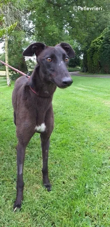 Bella adozione levrieri greyhound 1