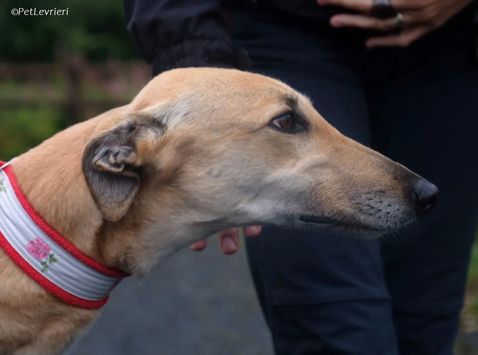 Bella adozione levrieri greyhound 10 1