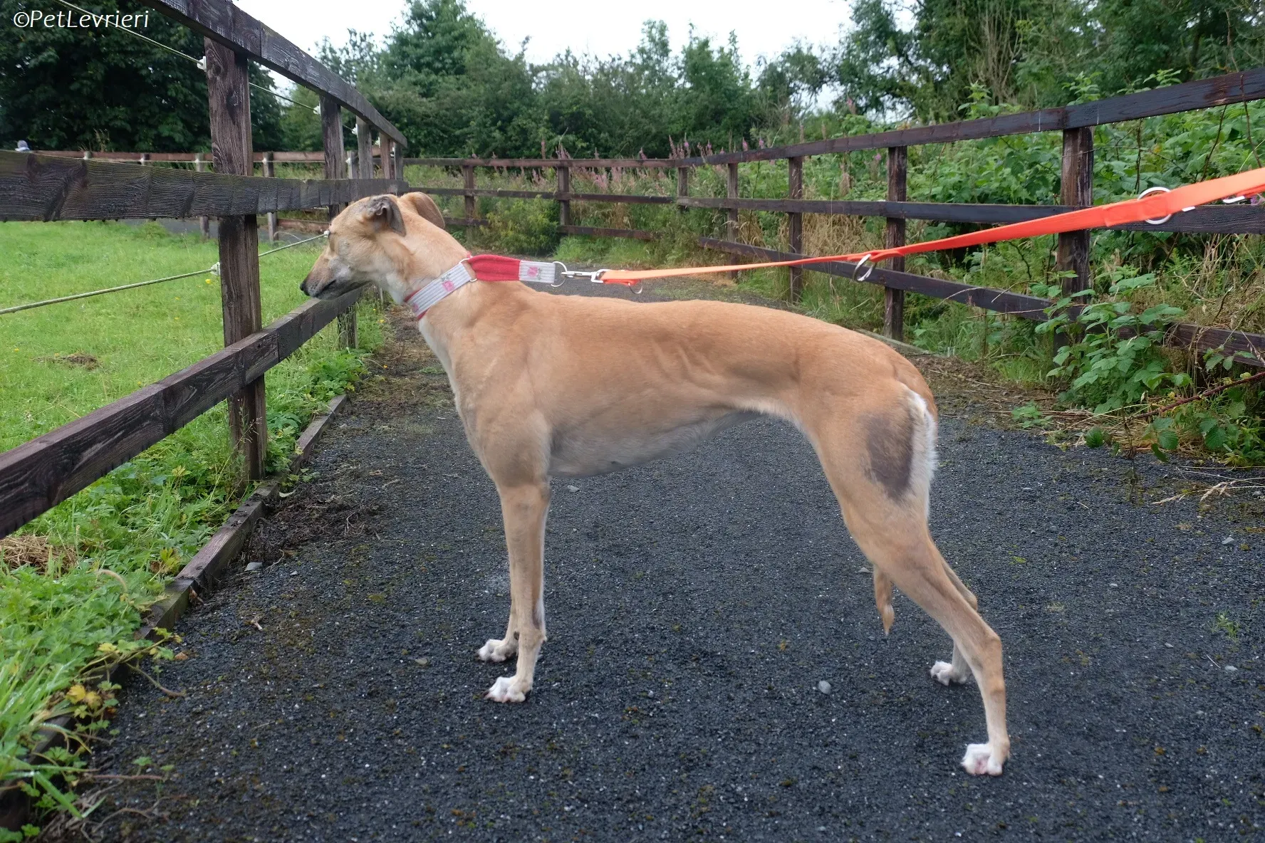 Bella adozione levrieri greyhound 11 1