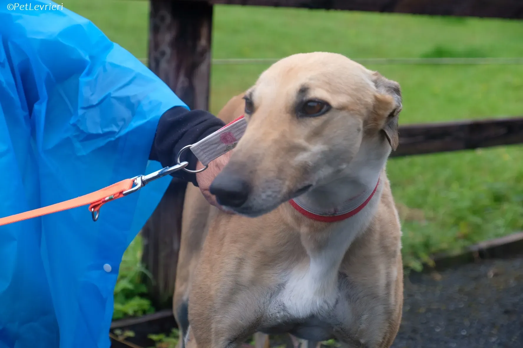 Bella adozione levrieri greyhound 12 1