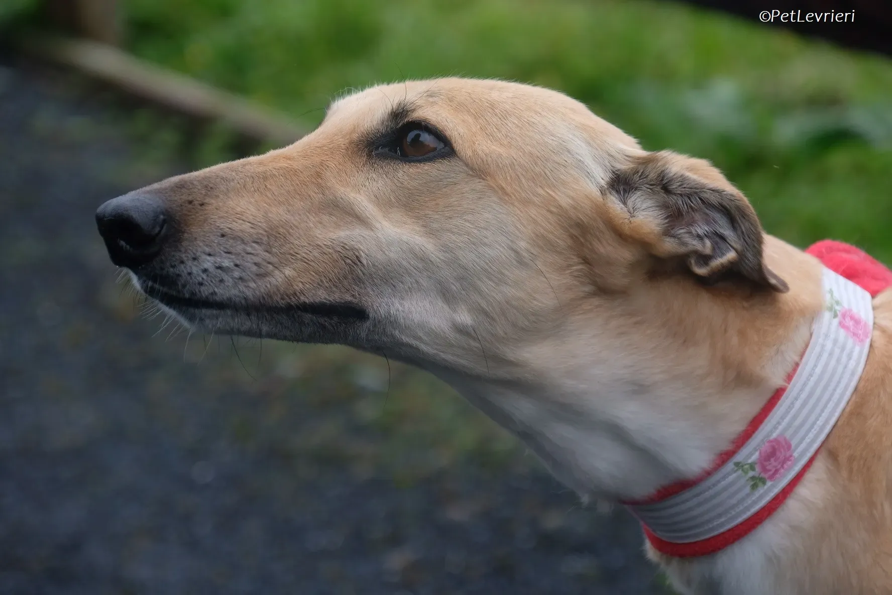 Bella adozione levrieri greyhound 13 1