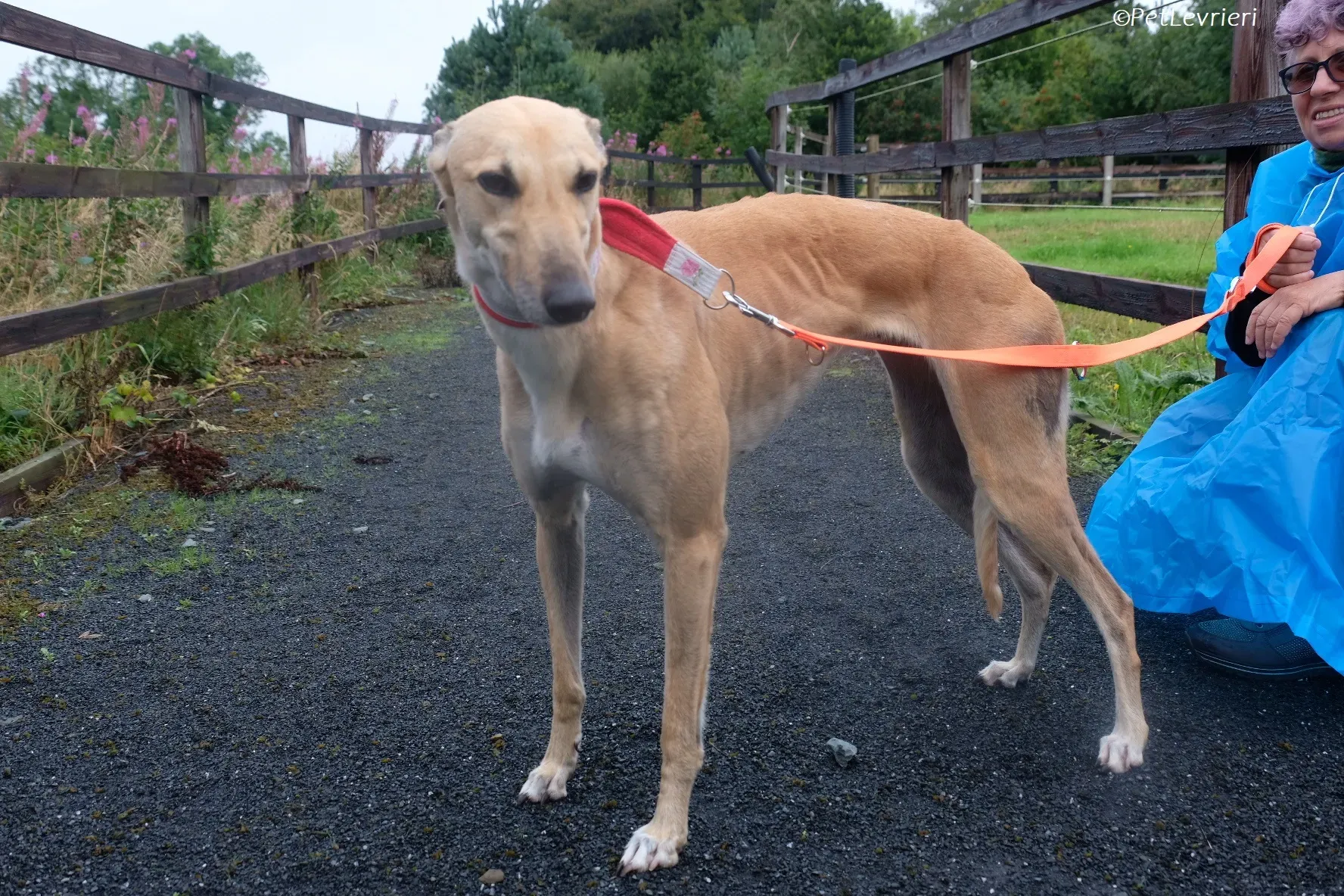 Bella adozione levrieri greyhound 14 1