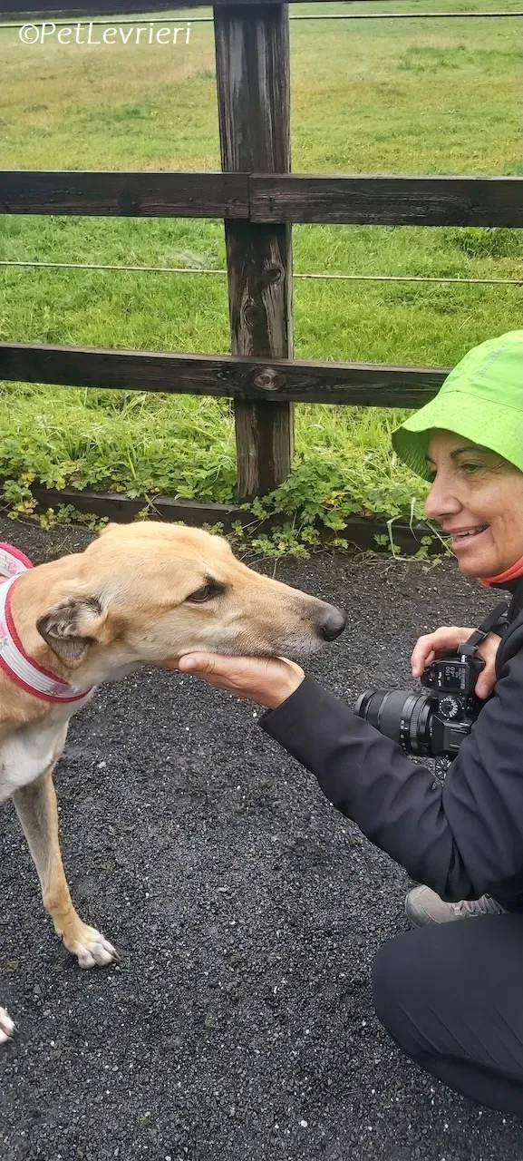 Bella adozione levrieri greyhound 15 1