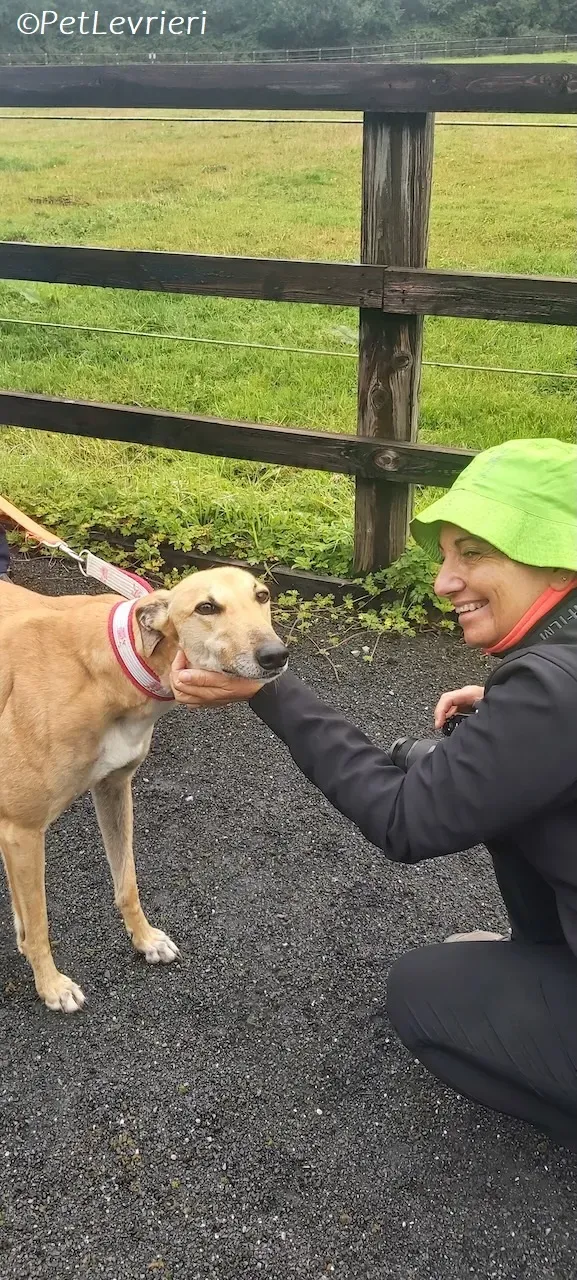 Bella adozione levrieri greyhound 16 1