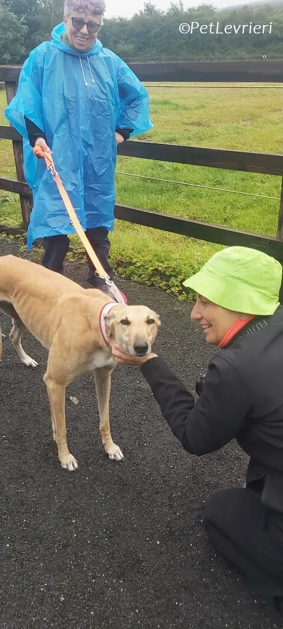 Bella adozione levrieri greyhound 17 1