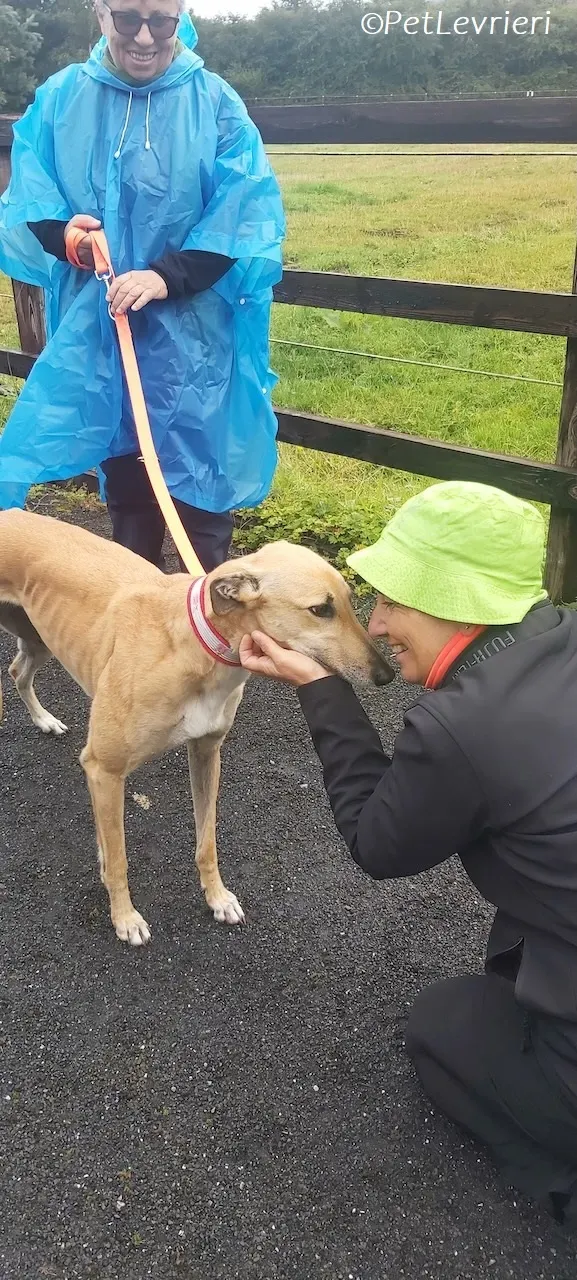 Bella adozione levrieri greyhound 18