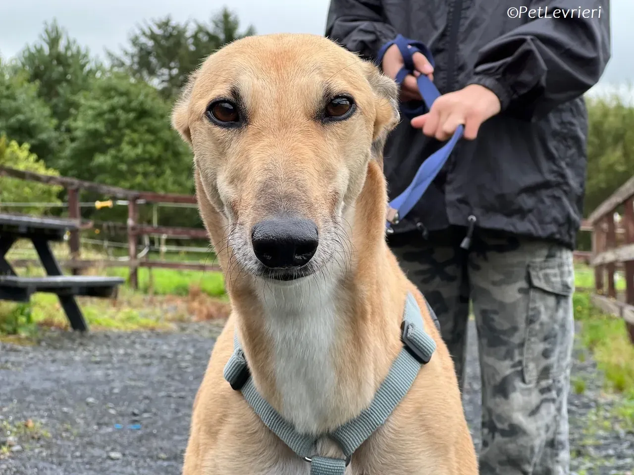 Bella adozione levrieri greyhound 19