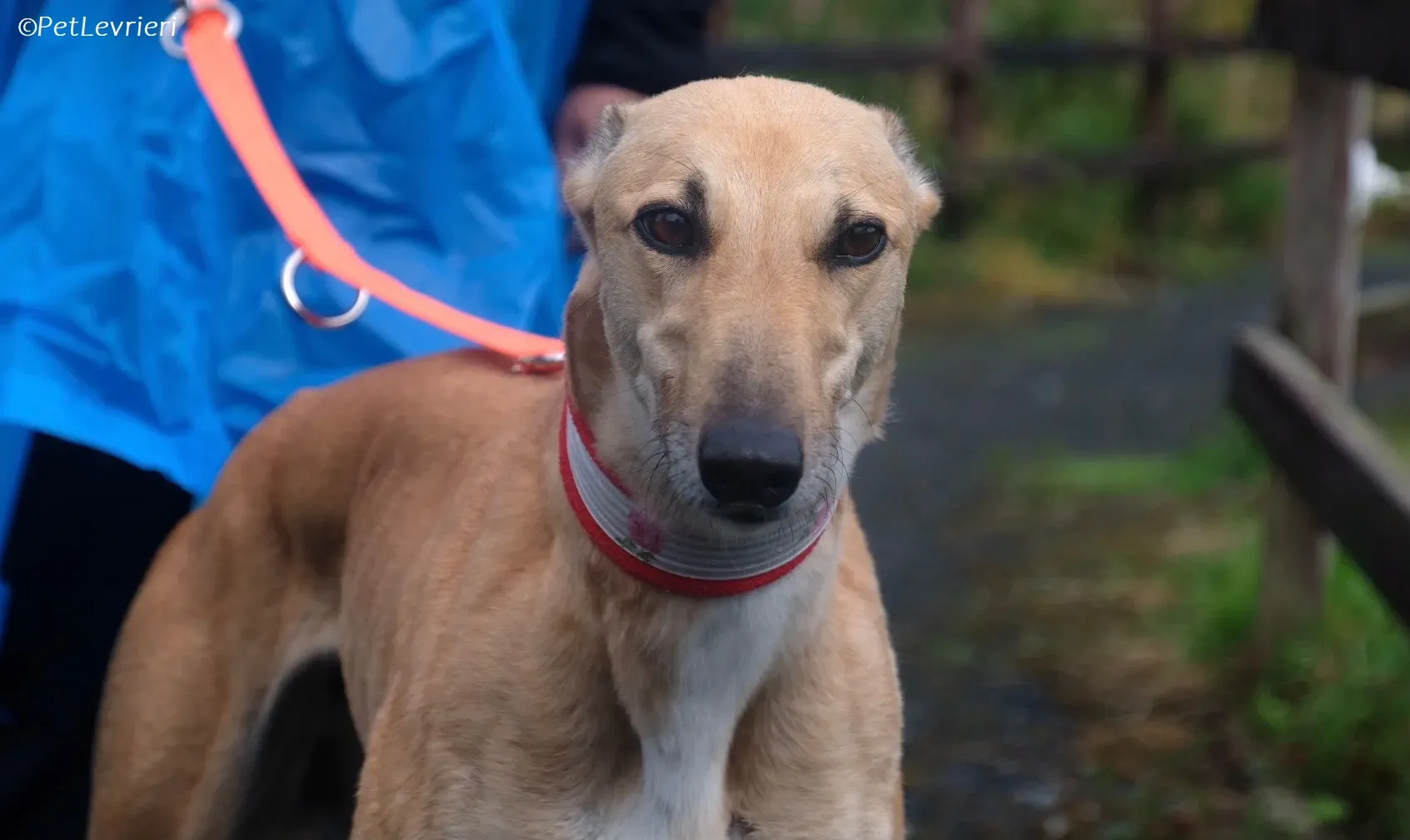 Bella adozione levrieri greyhound 2 1