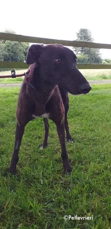 Bella adozione levrieri greyhound 2