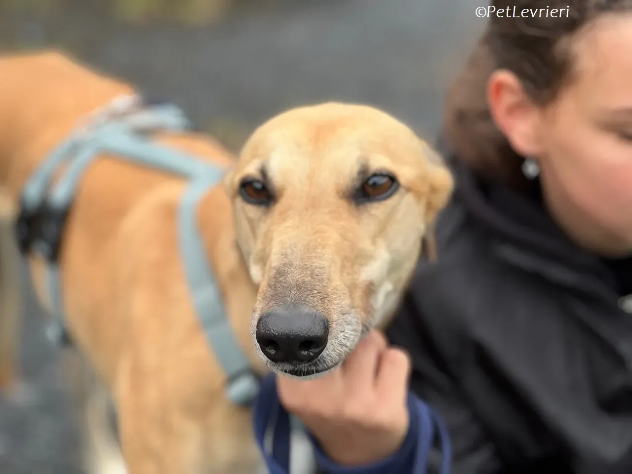 Bella adozione levrieri greyhound 20