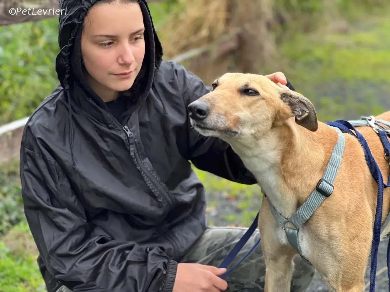 Bella adozione levrieri greyhound 21