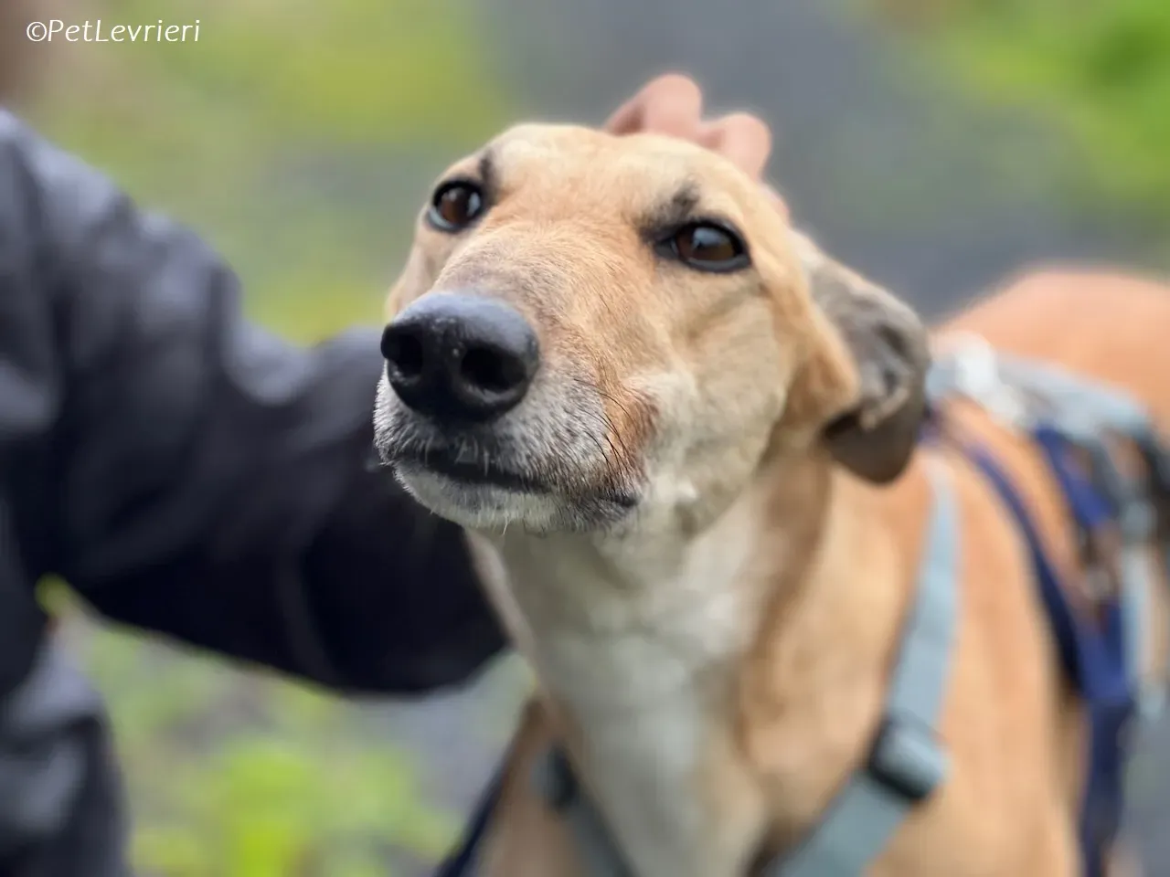 Bella adozione levrieri greyhound 22