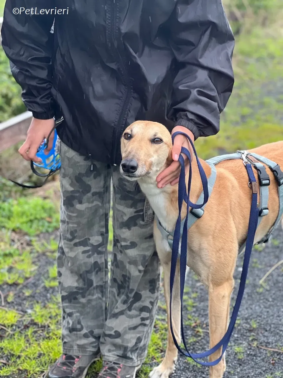 Bella adozione levrieri greyhound 23