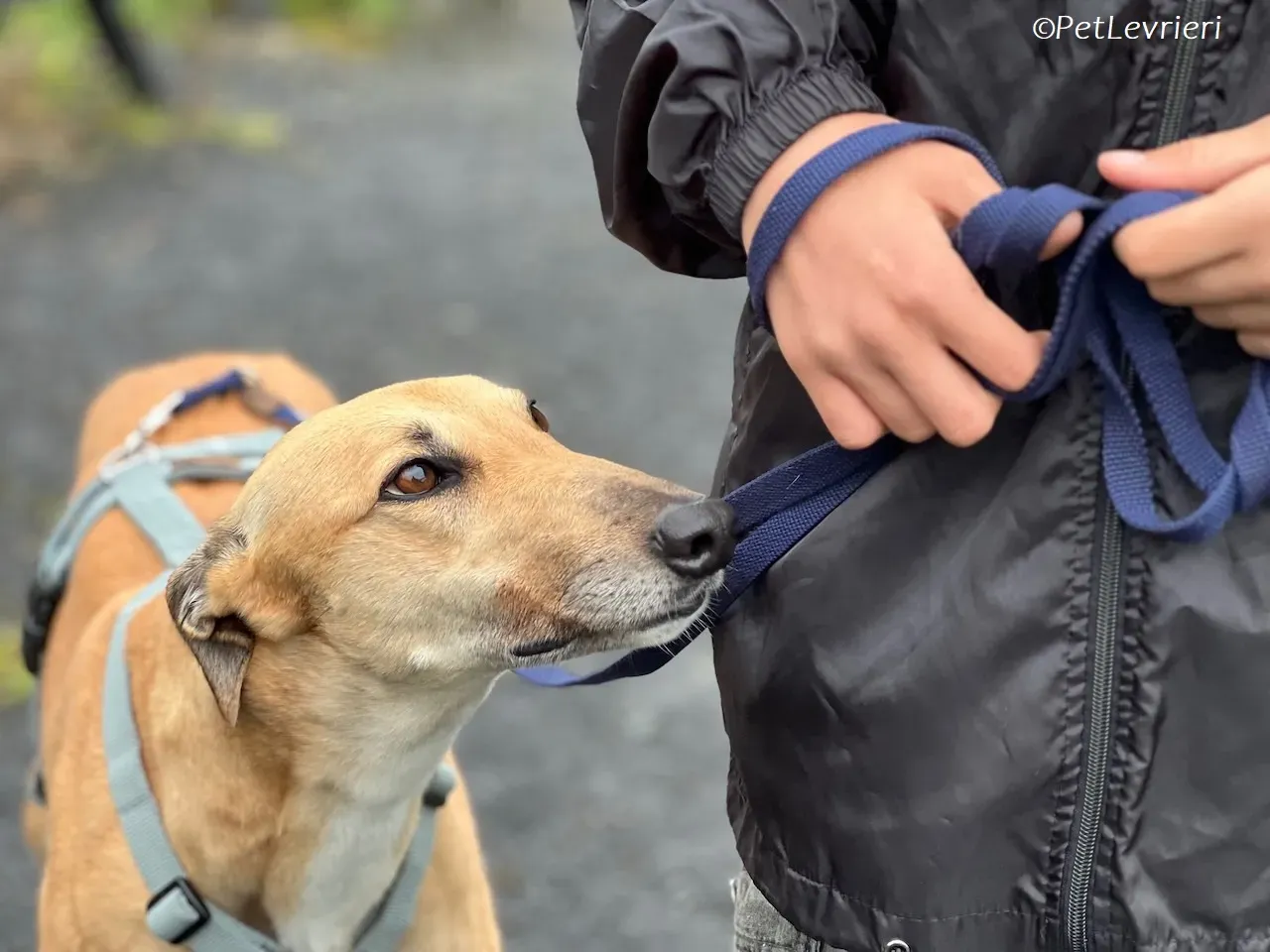 Bella adozione levrieri greyhound 24