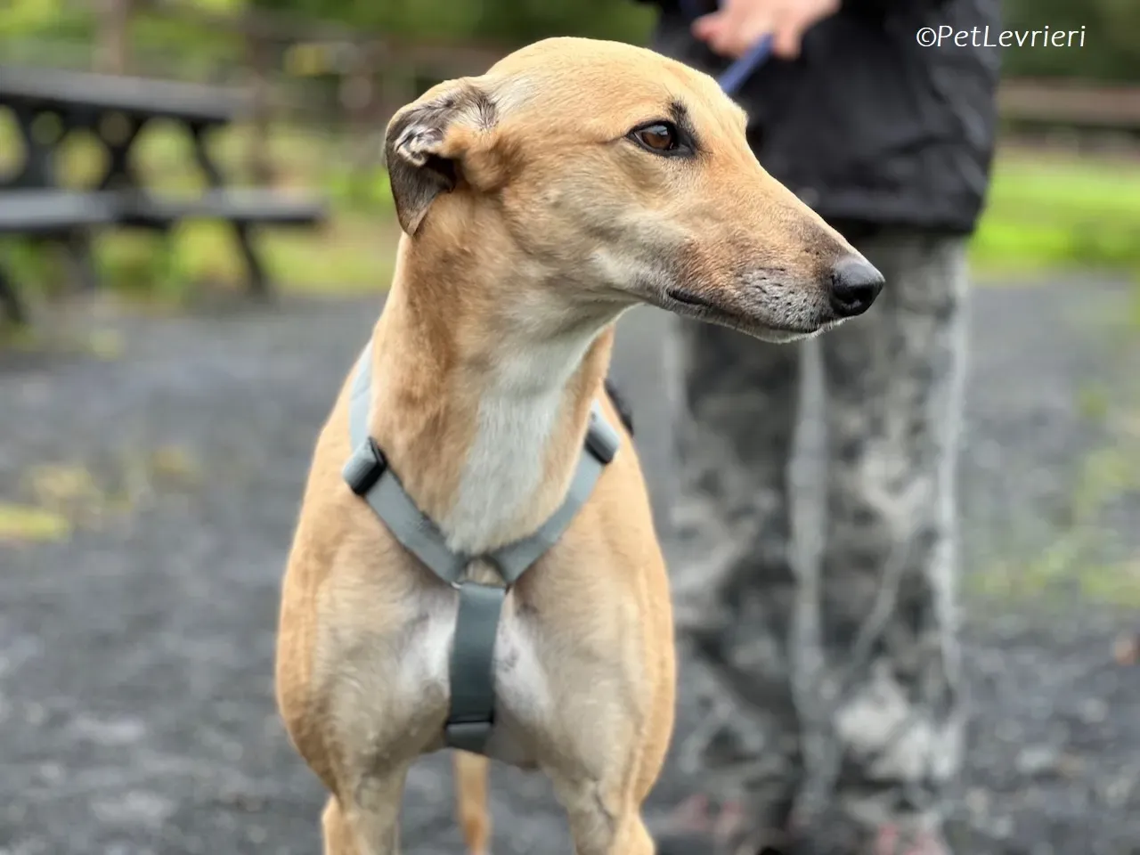 Bella adozione levrieri greyhound 25