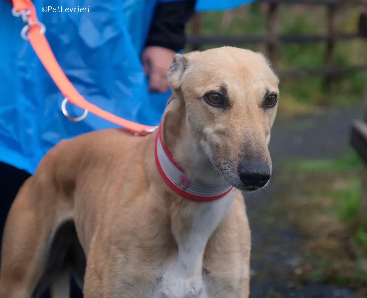 Bella adozione levrieri greyhound 3 1